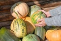 Female farmer`s hands hold mature pumpkin. Group or heap of ripe squashes on bright fall sunlight on countryside