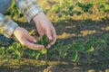 Female farmer's hands in soybean field, responsible farming