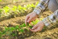 Female farmer's hands in soybean field, responsible farming