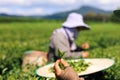 female farmer shows fresh green tea leavs in her hand and tea plantation background