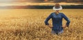 female farmer standing and looking to a golden wheat crop field at sunset. back view copy space Royalty Free Stock Photo