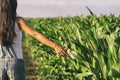 Female farmer taking a walk in a corn field Royalty Free Stock Photo