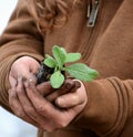 Female Farmer Tenderly and Carefully Holding Tiny Green Borage Plant with Dirty Hands From the Garden Soil