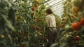 Female farmer tending to tomato plants in a greenhouse