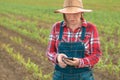 Female farmer texting on mobile phone in young green corn field Royalty Free Stock Photo