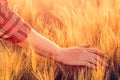 Female farmer touching wheat crop ears in field