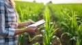 A female farmer uses a tablet in a corn field to collect tax records. Generative AI