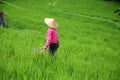 Female farmer wearing traditional paddy hat working in beautiful Jatiluwih rice terrace in Bali, Indonesia