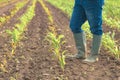 Female farmer in wellington rubber boots standing in young green corn field Royalty Free Stock Photo