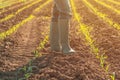 Female farmer in wellington rubber boots standing in young green corn field Royalty Free Stock Photo