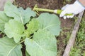 Female farmer in white gloves is loosening soil around green cabbage using small hand garden rake.