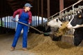 Farmer woman feeds cows in cowshed
