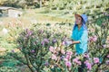 Female farmer workers are working in the apricot tree garden, Beautiful pink apricot flowers