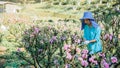 Female farmer workers are working in the apricot tree garden, Beautiful pink apricot flowers