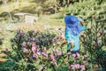 Female farmer workers are working in the apricot tree garden, Beautiful pink apricot flowers