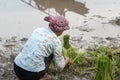 Female farmer working on rice field in Chau Doc, Mekong delta, Vietnam Royalty Free Stock Photo