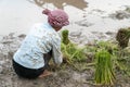 Female farmer working on rice field in Chau Doc, Mekong delta, Vietnam Royalty Free Stock Photo