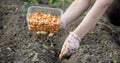 Female farmer& x27;s hand sowing onions in organic vegetable garden, close-up of hand sowing seeds in soil Royalty Free Stock Photo