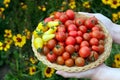 Gardener is holding a plate with red and yellow cherry tomatoes Royalty Free Stock Photo