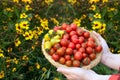 Gardener is holding a plate with red and yellow cherry tomatoes Royalty Free Stock Photo