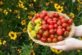 Gardener is holding a plate with red and yellow cherry tomatoes Royalty Free Stock Photo