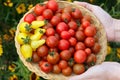 Gardener is holding a plate with red and yellow cherry tomatoes Royalty Free Stock Photo