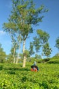 Female farmers harvesting at tea crop landscape Royalty Free Stock Photo