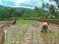 female farmers planting rice seeds in village rice fields