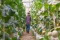 Female farmers walked to monitor the growth of melon fruit trees in an organic farm