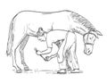 Female Farrier Placing Horseshoe on Horse Hoof Side View Comics Style Drawing
