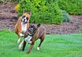 A female fawn boxer chases after the handsome male brindle boxer HDR.