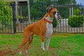 A proud female fawn boxer poses for the camera HDR.