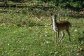 Female fawn showing its tonges and looking at the camera