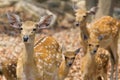 Female and fawn sika deer Royalty Free Stock Photo