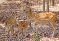 Female and fawn sika deer Royalty Free Stock Photo