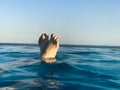 Female feet, feet with fingers spread out with red manicure in beautiful blue wet blue natural clear water against a background of Royalty Free Stock Photo