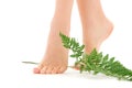 Female feet with green leaf Royalty Free Stock Photo