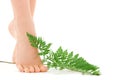 Female feet with green leaf Royalty Free Stock Photo