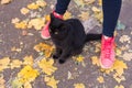 Female Feet In Pink Sneakers And Black Cat In Autumn Nature