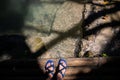 Female feet in walking sandals on wooden bridge over water spring. Summer forest hiking banner template Royalty Free Stock Photo