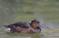 A Female Ferruginous Pochard, Aythya nyroca, swimming