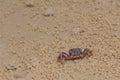 Female fiddler crab Afruca tangeri on the sand.