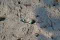 Female Fiddler crab with blue legs coming out from a hole