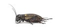 Female field cricket, isolated Royalty Free Stock Photo