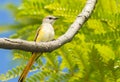 Female Fiery Minivet Royalty Free Stock Photo