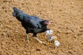 Female fighting and chicks eating