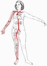 Female Figure with Select Internal Anatomy