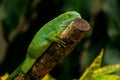 Female Fiji banded iguana Brachylophus fasciatus on Viti Levu Royalty Free Stock Photo