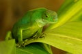 Female Fiji banded iguana Brachylophus fasciatus on Viti Levu Royalty Free Stock Photo