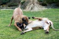 Female of Fila Brasileiro (Brazilian Mastiff) Royalty Free Stock Photo